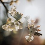 pexels-karolina-grabowska-4210905