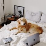 pexels-ready-made-4297820-1