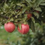 pexels-zen-chung-5529519